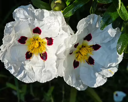 20240520_170326 Jardins de Kerdalo