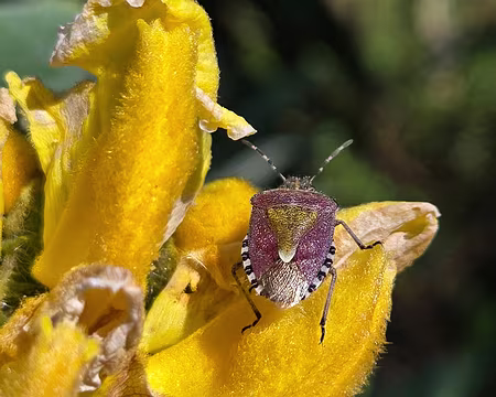 20240520_170415 Jardins de Kerdalo