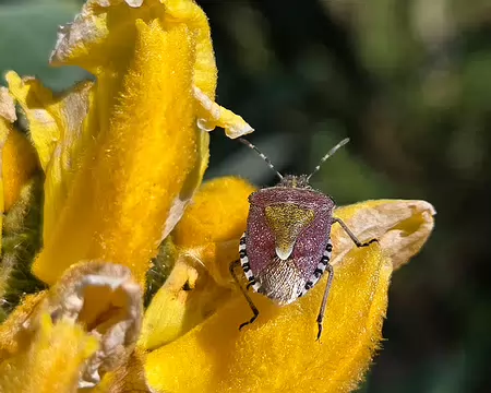 20240520_170415 Jardins de Kerdalo