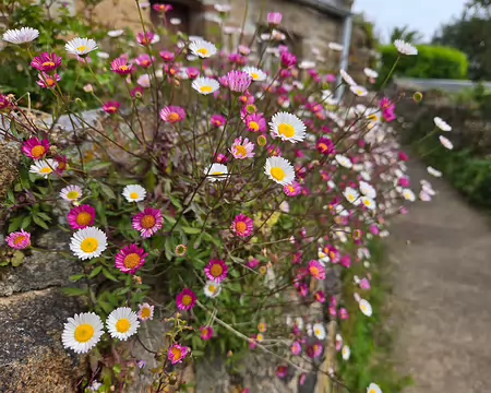 20240521_110455 Île de Bréhat