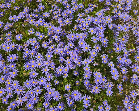 20240521_132731 Île de Bréhat