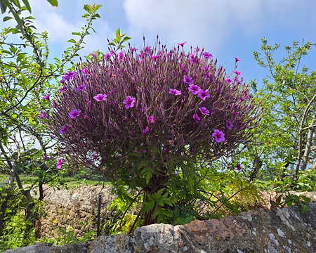 20240521_153913 Île de Bréhat