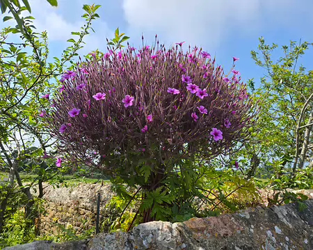 20240521_153913 Île de Bréhat
