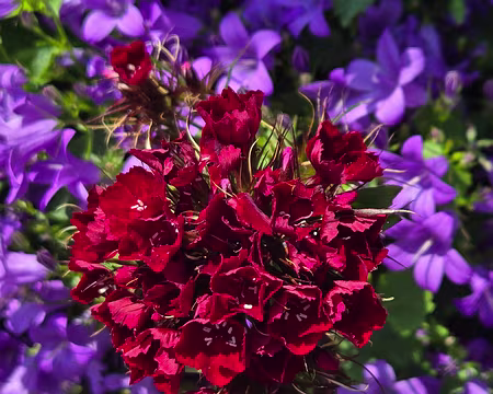 20240521_154228 Île de Bréhat