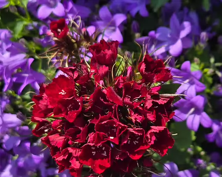 20240521_154228 Île de Bréhat