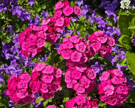 20240521_154245 Île de Bréhat