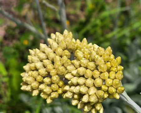 20240521_155957 Île de Bréhat