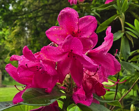 20240522_142530 Visite des jardins et du château de Kergrist