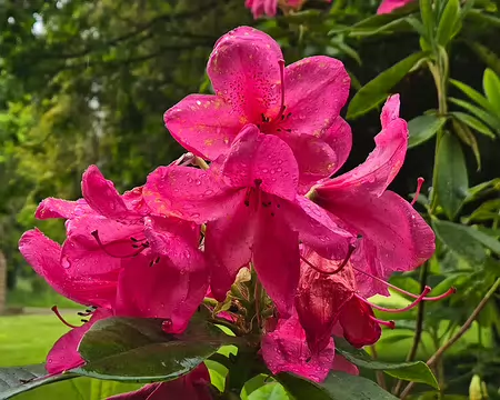 20240522_142530 Visite des jardins et du château de Kergrist