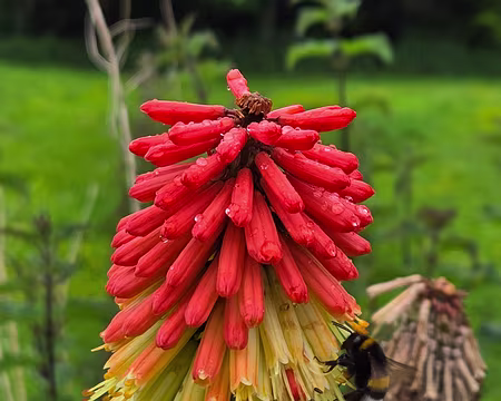20240522_142829 Visite des jardins et du château de Kergrist