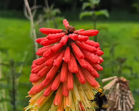 20240522_142829 Visite des jardins et du château de Kergrist