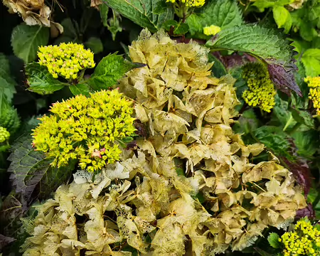 20240522_162406 Visite des jardins et du château de Kergrist