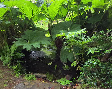 20240523_100633 Gunnera