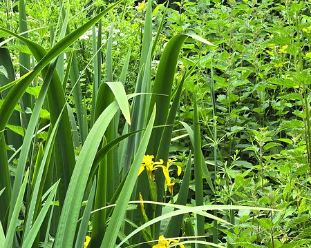 20240524_111934 Tour de la pointe de l'Armorique à Plestin