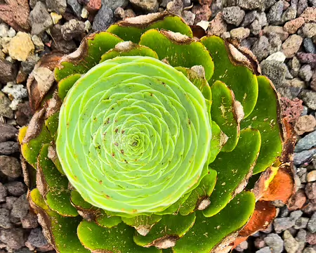 20240525_095924 Jardin Exotique & Botanique de Roscoff