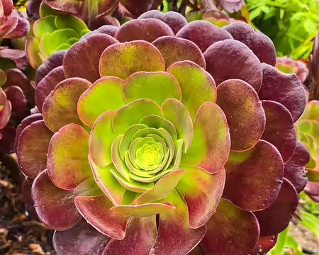 20240525_095932 Jardin Exotique & Botanique de Roscoff