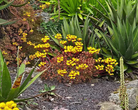 20240525_100024 Jardin Exotique & Botanique de Roscoff