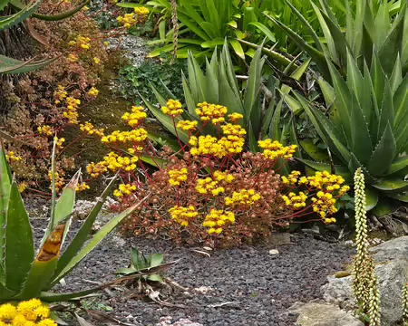 20240525_100024 Jardin Exotique & Botanique de Roscoff