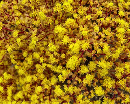 20240525_100429 Jardin Exotique & Botanique de Roscoff