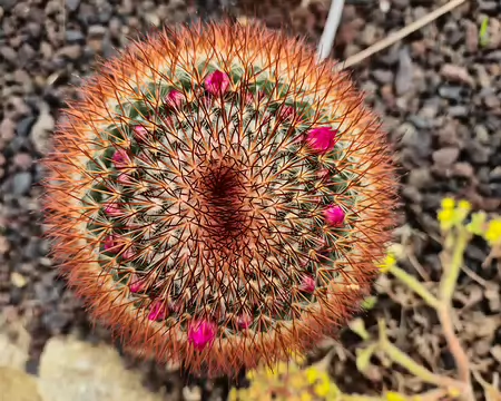 20240525_100444 Jardin Exotique & Botanique de Roscoff