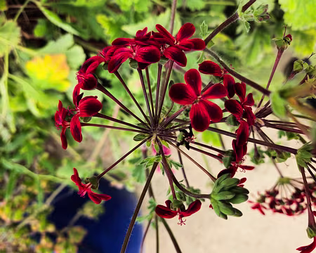 20240525_100655 Jardin Exotique & Botanique de Roscoff