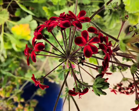 20240525_100655 Jardin Exotique & Botanique de Roscoff