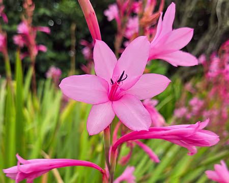 20240525_101741 Jardin Exotique & Botanique de Roscoff