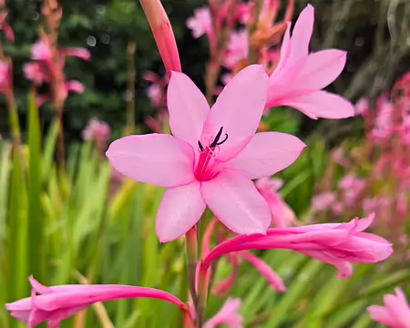 20240525_101741 Jardin Exotique & Botanique de Roscoff