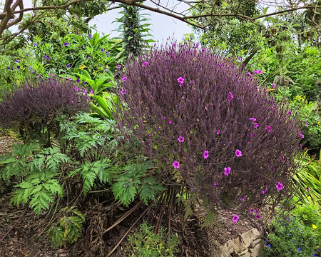 20240525_102527 Géranium de Madère