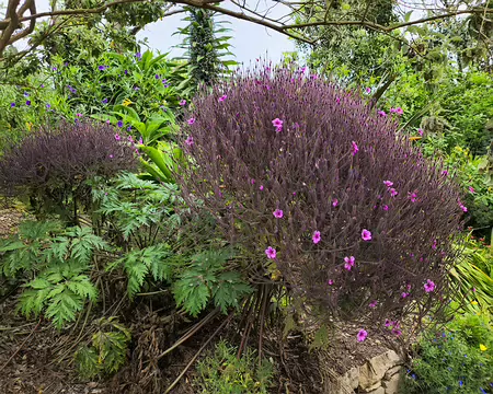 20240525_102527 Géranium de Madère