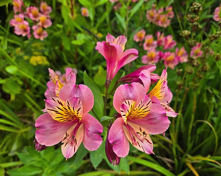 20240525_102756 Veltheimia bracteata