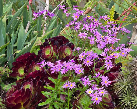 20240525_103621 Jardin Exotique & Botanique de Roscoff