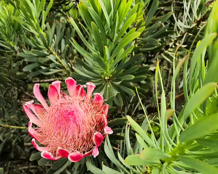 20240525_103950 Jardin Exotique & Botanique de Roscoff