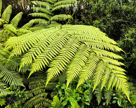 20240525_104231 Jardin Exotique & Botanique de Roscoff