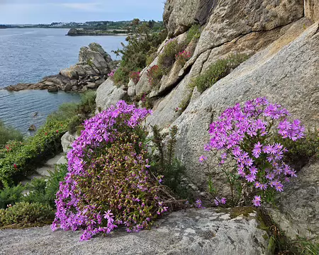 20240525_104326 Jardin Exotique & Botanique de Roscoff