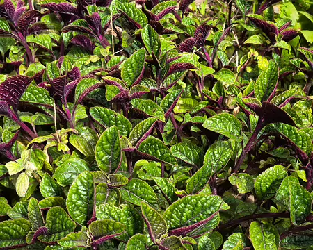 20240525_105319 Jardin Exotique & Botanique de Roscoff