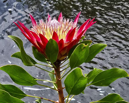 20240525_105658 Jardin Exotique & Botanique de Roscoff