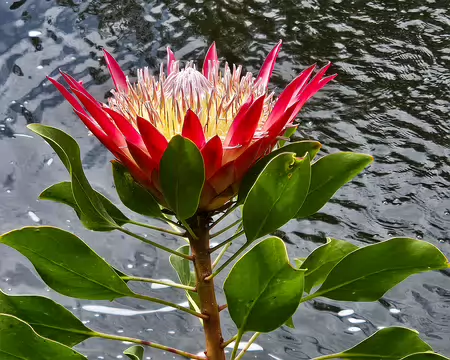 20240525_105658 Jardin Exotique & Botanique de Roscoff