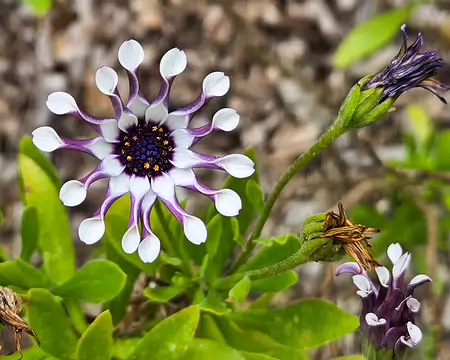 20240525_110049 Jardin Exotique & Botanique de Roscoff