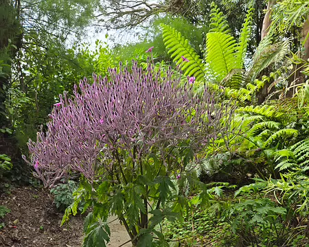 20240525_110230 Géranium de Madère