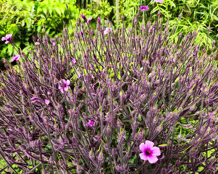 20240525_110308 Géranium de Madère