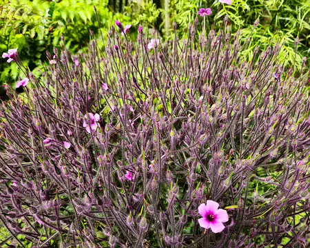 20240525_110308 Géranium de Madère