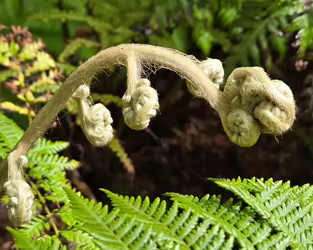 20240525_110624 Jardin Exotique & Botanique de Roscoff