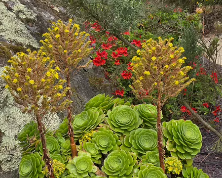 20240525_110831 Jardin Exotique & Botanique de Roscoff