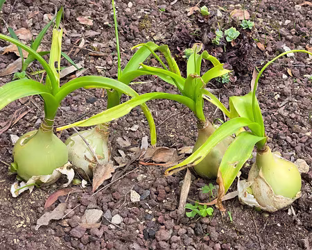 20240525_110917 Jardin Exotique & Botanique de Roscoff