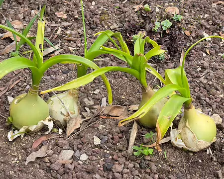 20240525_110917 Jardin Exotique & Botanique de Roscoff