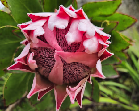 20240525_111006 Jardin Exotique & Botanique de Roscoff