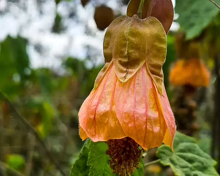 20240525_111253 Jardin Exotique & Botanique de Roscoff