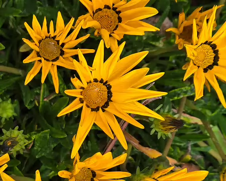 20240525_111509 Jardin Exotique & Botanique de Roscoff