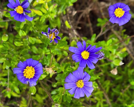 20240525_111533 Jardin Exotique & Botanique de Roscoff